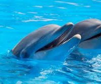 DOLFINARIUM DOLFINARIUM