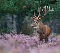 HOGE VELUWE HOGE VELUWE
